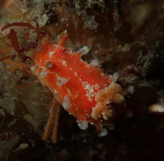 Plocamopherus