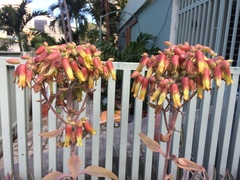Kalanchoe mortagei