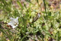 Gentiana newberryi tiogana