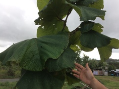 Coccoloba pubescens