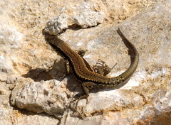 Podarcis muralis