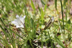 Gentiana newberryi tiogana
