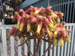 Kalanchoe mortagei