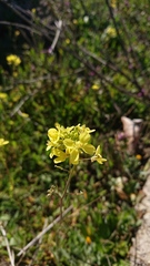 Brassica barrelieri