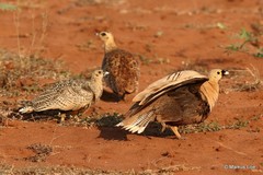 Pterocles personatus