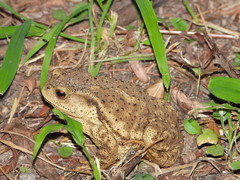 Bufo gargarizans