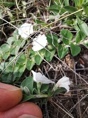 Evolvulus prostratus