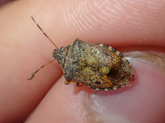 Podisus serieventris