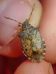 Podisus serieventris