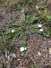 Evolvulus prostratus