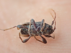 Pogonocherus