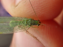 Chrysopa pleuralis