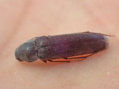 Serropalpus substriatus