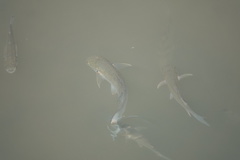 Planiliza subviridis