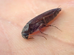 Serropalpus substriatus