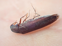 Serropalpus substriatus