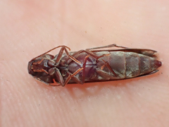 Serropalpus substriatus