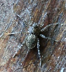 Paratrochosina amica