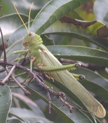 Tropidacris collaris
