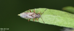 Nysius plebeius