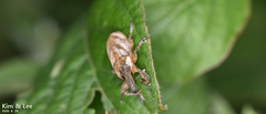 Lixus acutipennis