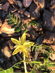 Tribulus platypterus