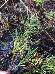 Dichanthelium aciculare