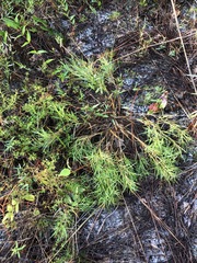 Dichanthelium aciculare