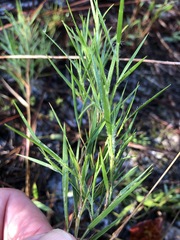 Dichanthelium aciculare