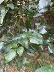 Rhoicissus rhomboidea