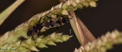 Panaorus albomaculatus