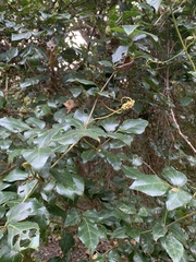Rhoicissus rhomboidea