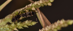 Panaorus albomaculatus
