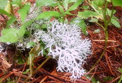 Pseudevernia