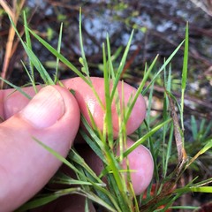 Dichanthelium aciculare