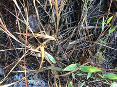 Dichanthelium aciculare