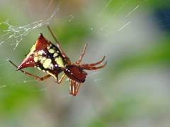 Micrathena schenkeli