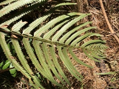 Polystichum macleae