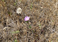 Clarkia purpurea