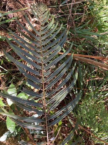 Mclea's Shield Fern (Polystichum macleae)