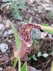 Aristolochia pringlei