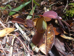 Nepenthes reinwardtiana