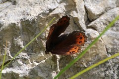 Erebia styx