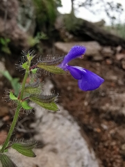 Salvia heterotricha