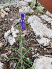 Salvia heterotricha