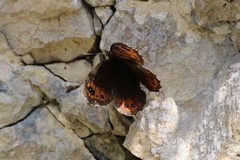 Erebia styx