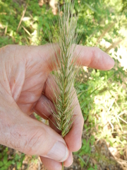 Elymus glabriflorus
