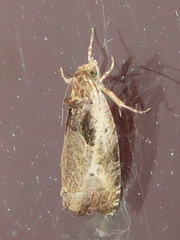 Olethreutes punctanum