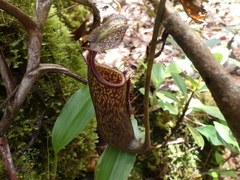 Nepenthes stenophylla