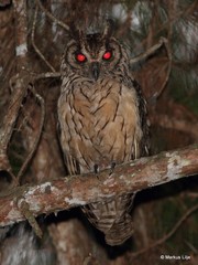 Asio madagascariensis